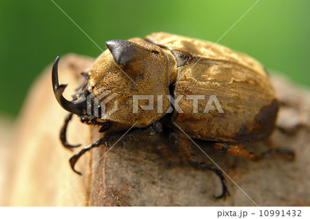 サビイロカブト 10991432