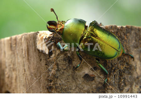 アエネアキンイロクワガタ 10991443