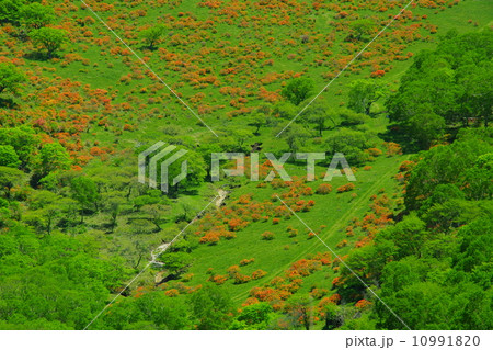 赤城山白樺牧場のツツジ 10991820