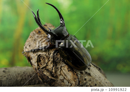 アトラスオオカブト 10991922