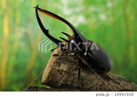 ネプチューンオオカブト 10991930