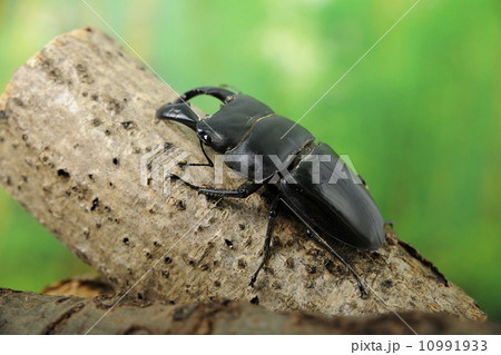 ダイオウヒラタクワガタ 10991933