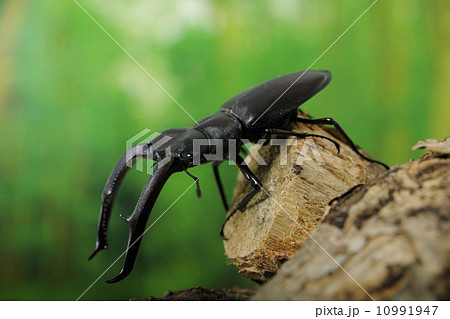 マンディブラリスフタマタクワガタ マンディブラリスフタマタクワガタ 10991947
