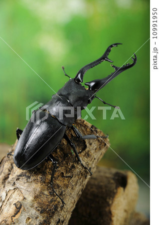 ギラファノコギリクワガタ ギラファノコギリクワガタ 10991950