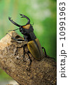 ラコルダレイクワガタ ラコルダレイクワガタ 10991963
