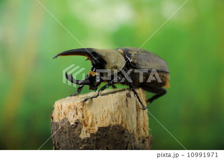 グラントシロカブト グラントシロカブト 10991971