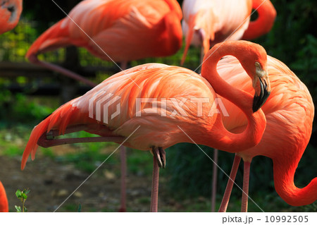 Close up on red flamingo 10992505