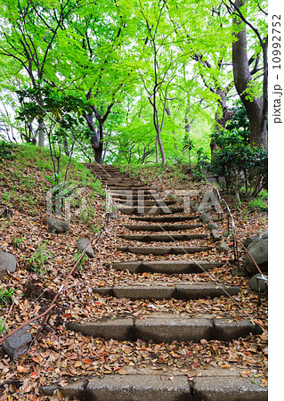 Forest walk path 10992752