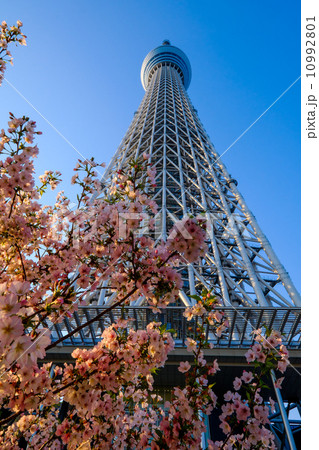 TOKYO - APRIL 15 10992801