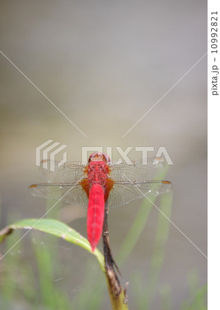 ショウジョウトンボ 10992821