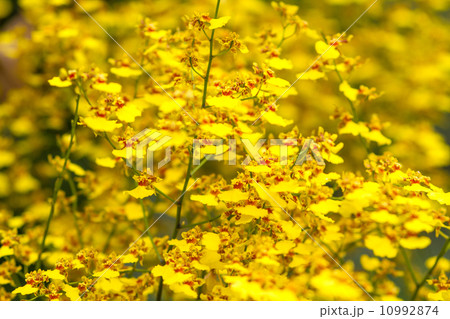 Small Yellow Flowers Background Small Yellow Flowers Background 10992874