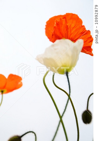 ポピー 10992879