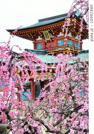 天満宮の枝垂れ梅 10992880