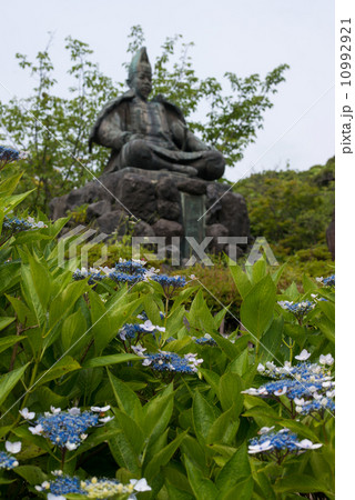 紫陽花と源頼朝公銅像 10992921