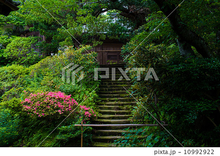 浄光明寺　本殿へ続く階段 10992922