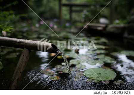 葛原岡神社の池 10992928