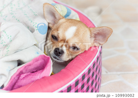 dog sick 10993002
