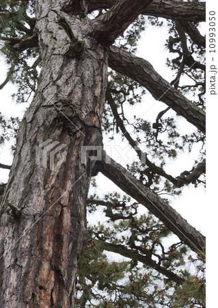 豪商の館田中本家 10993050