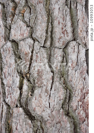 豪商の館田中本家 豪商の館田中本家 10993053