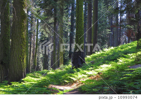 春のセコイア国立公園 春のセコイア国立公園 10993074