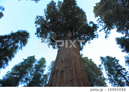 春のセコイア国立公園 春のセコイア国立公園 10993088