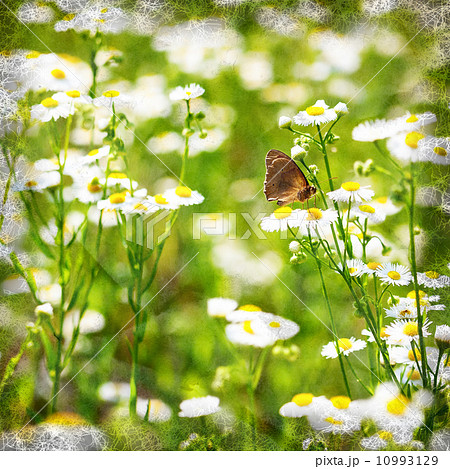 butterfly on a camomile 10993129