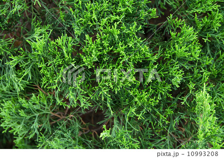Green leaves ang branch of small plant 10993208