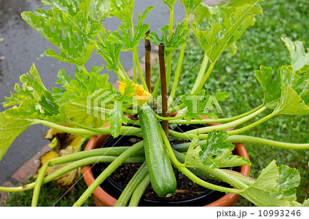 鉢植えのズッキーニ 10993246