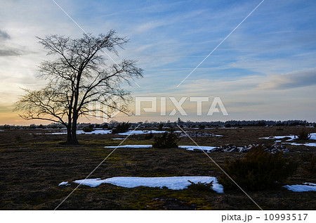 Lone tree 10993517