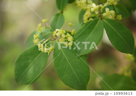 ニシキギ　錦木　ヤハズニシキギ　Euonymus alatus 10993613