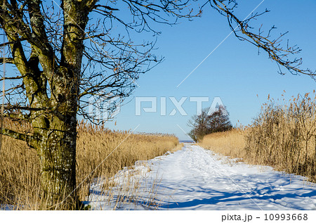 Path through the reeds 10993668
