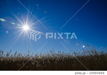 Sunbeams over the reeds 10993669