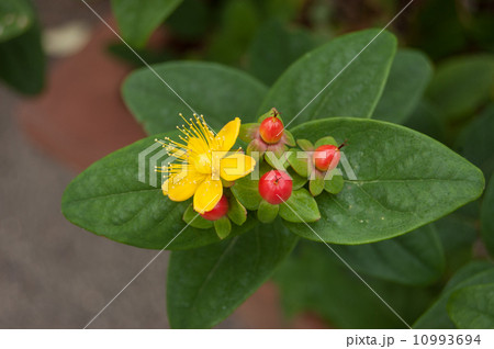 ヒペリカム ヒペリカム 10993694