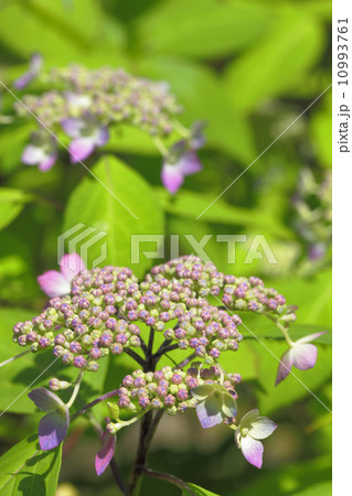 クロヒメ・ヤマアジサイ 10993761