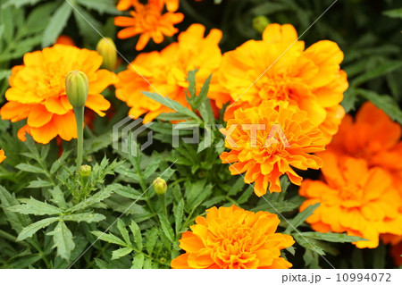 フレンチマリーゴールドの花 フレンチマリーゴールドの花 10994072