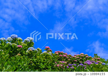 紫陽花 10994155