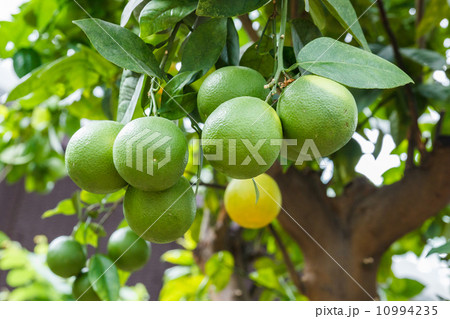 Lemon tree 10994235
