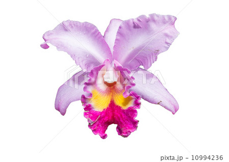 Orchid 10994236