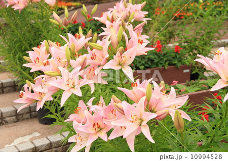 ユリの花 ユリの花 10994528