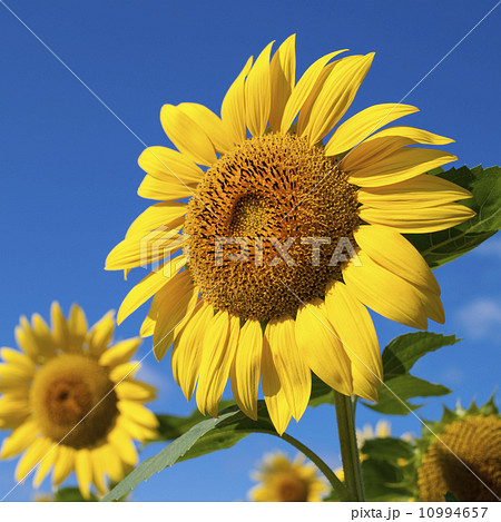 ヒマワリ 10994657