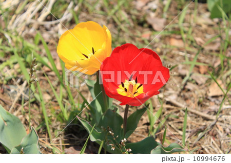 チューリップ チューリップ 10994676