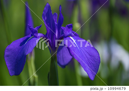 カキツバタ カキツバタ 10994679