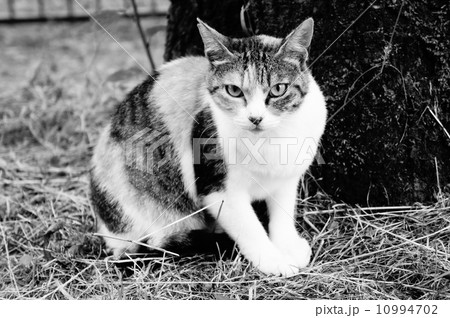 猫 10994702