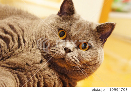 猫 10994703