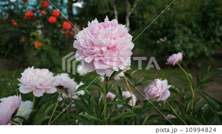芍薬 芍薬 10994824