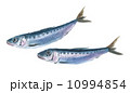 鰯　いわし 10994854