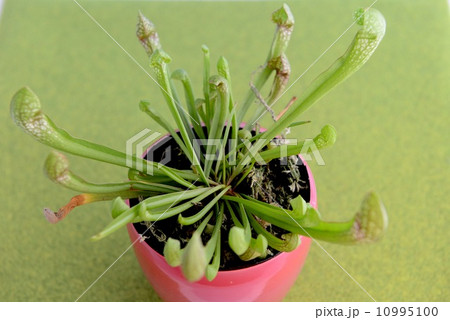 食虫植物 10995100