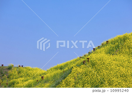 古墳公園003 10995240