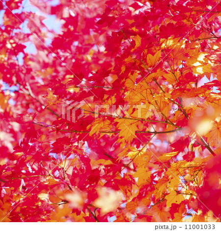 紅葉 紅葉 11001033