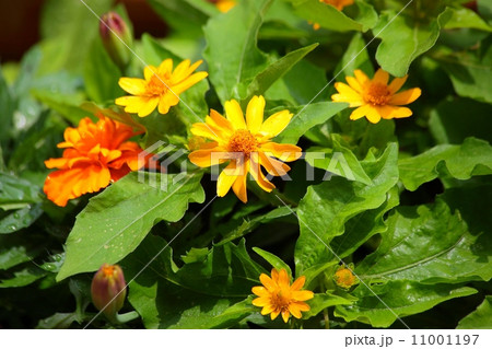 メランポジウム 11001197